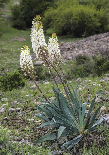 Eremurus lactiflorus